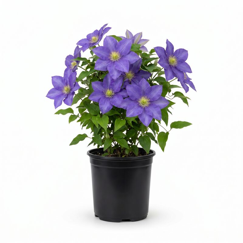 Boulevard Olympia Clematis image