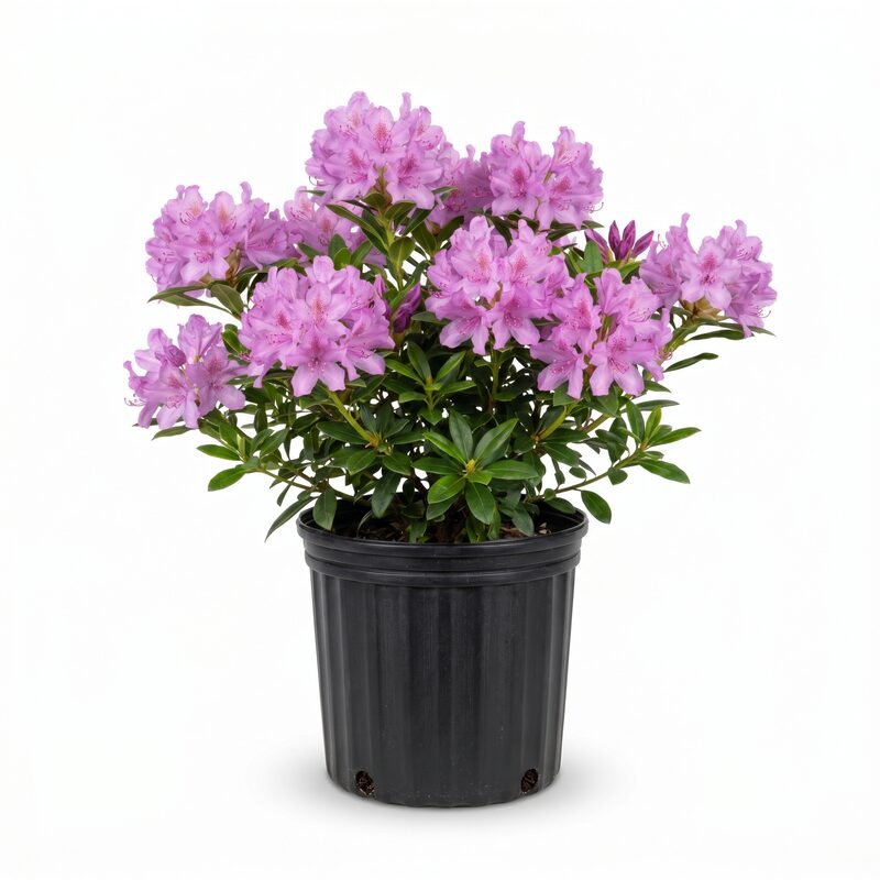 Elite PJM Rhododendron image