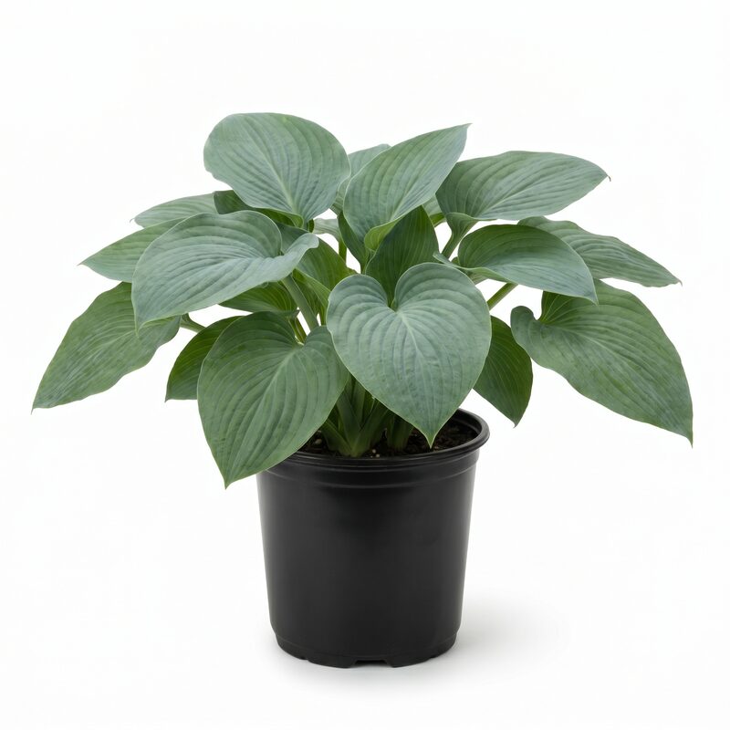 Blue Angel Hosta image