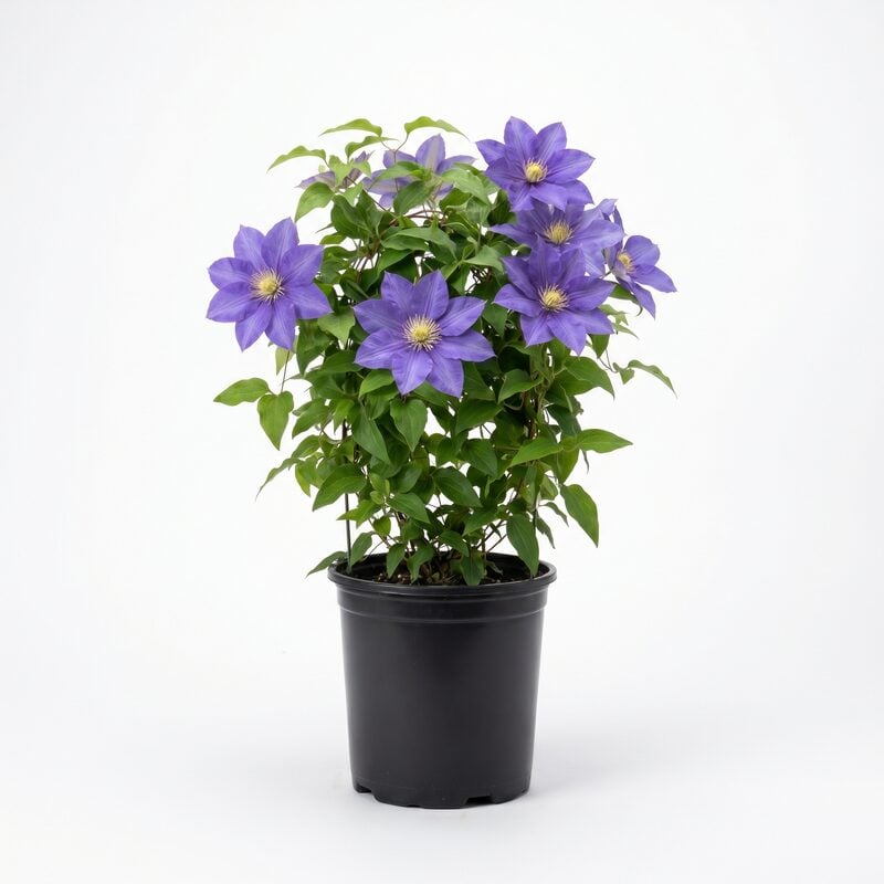 Elodi Clematis image