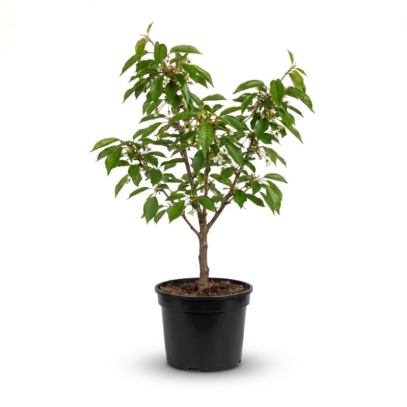 Royal Ann Cherry Tree image