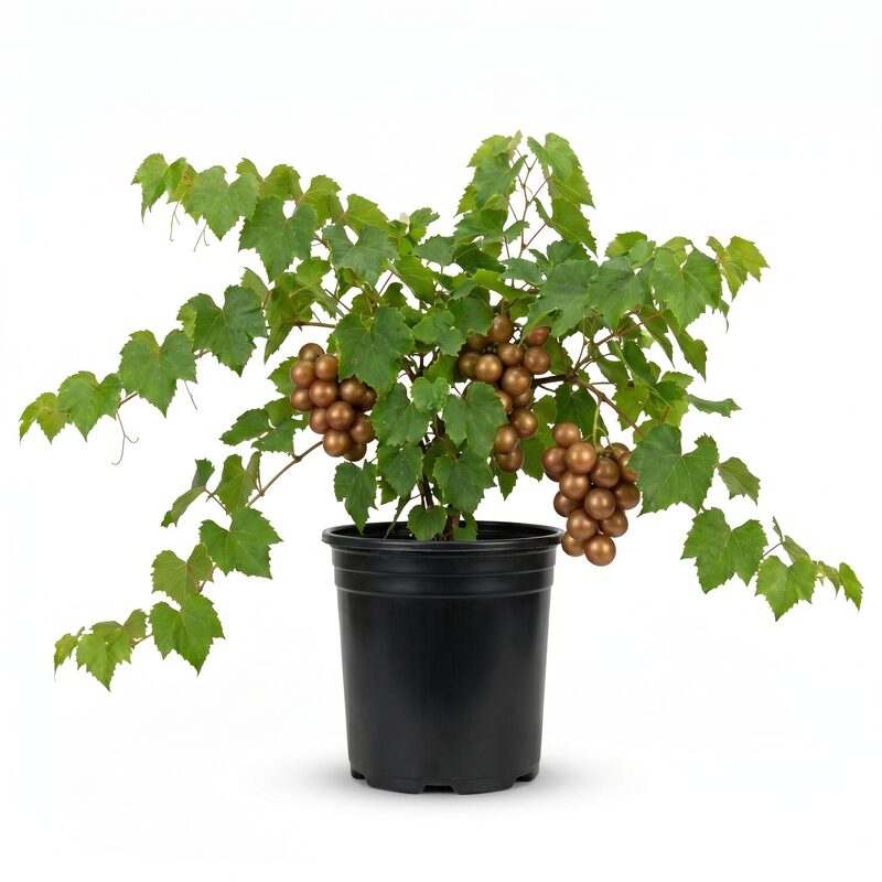 Alachua Muscadine Grape image