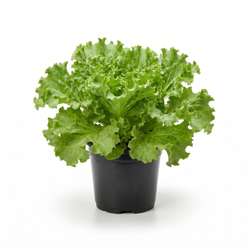 Lettuce Green Ice image
