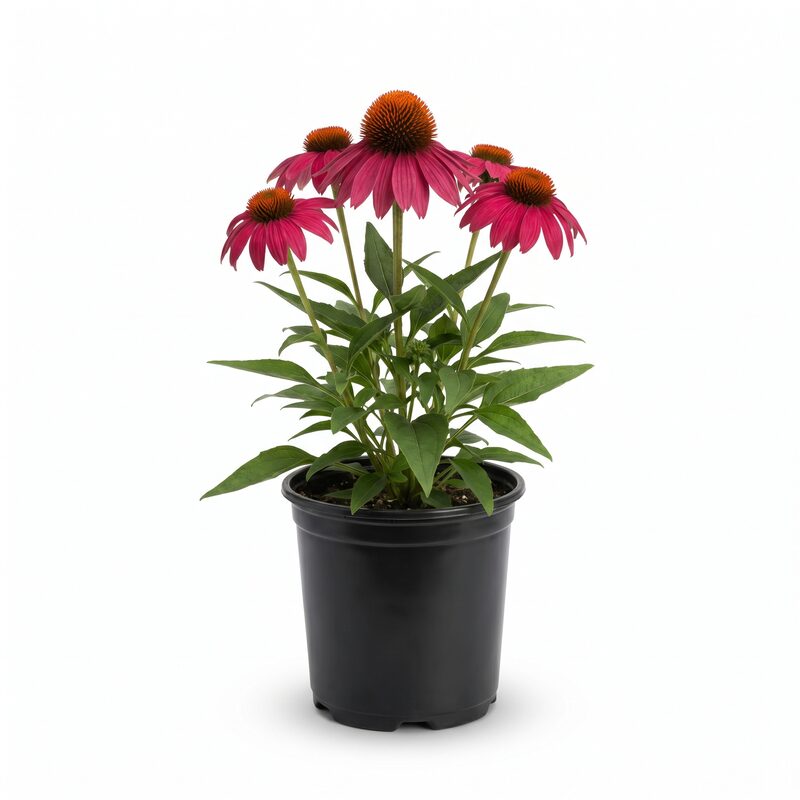 Kismet Raspberry Coneflower image