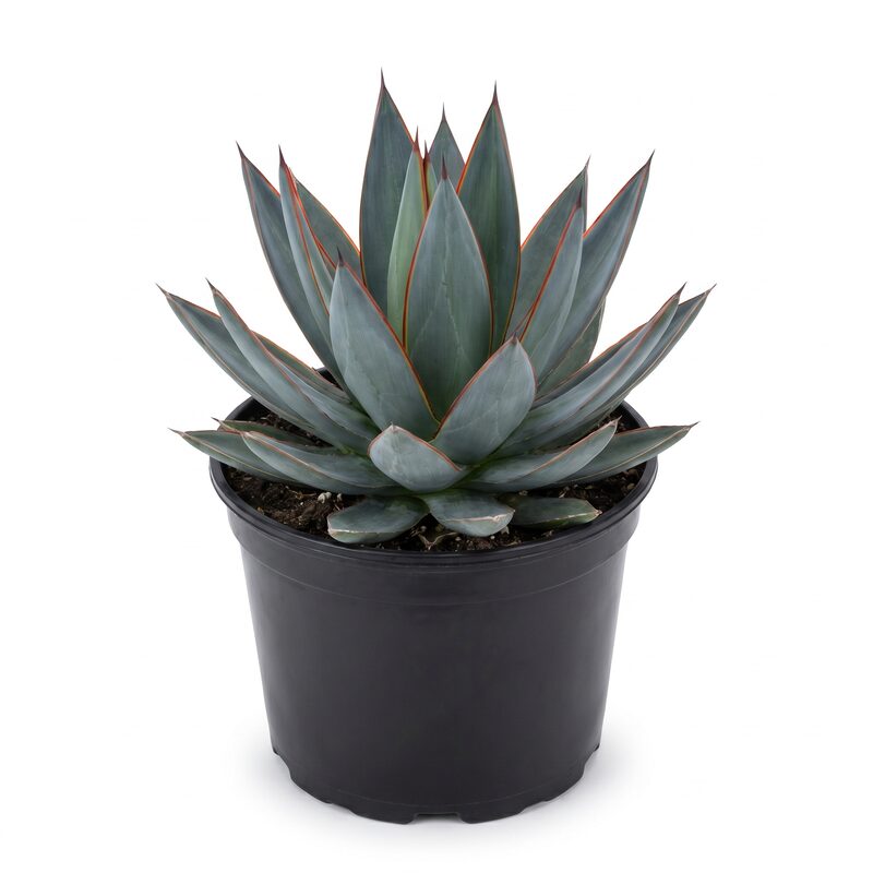 Blue Glow Agave image