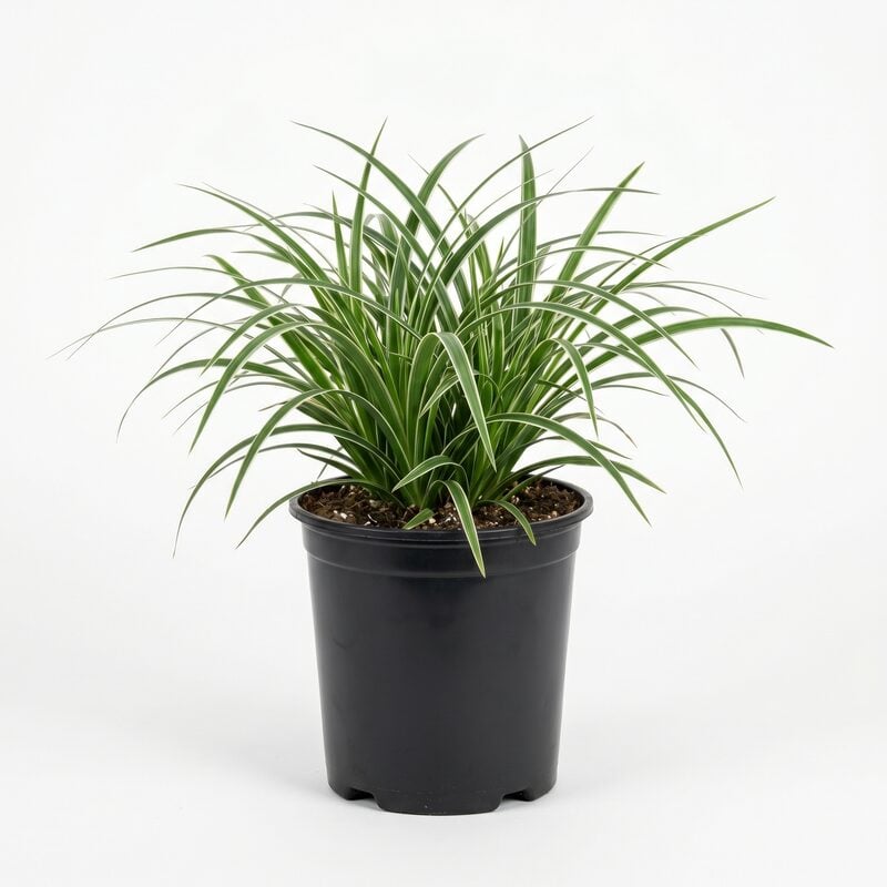 Ice Dance Sedge Grass image