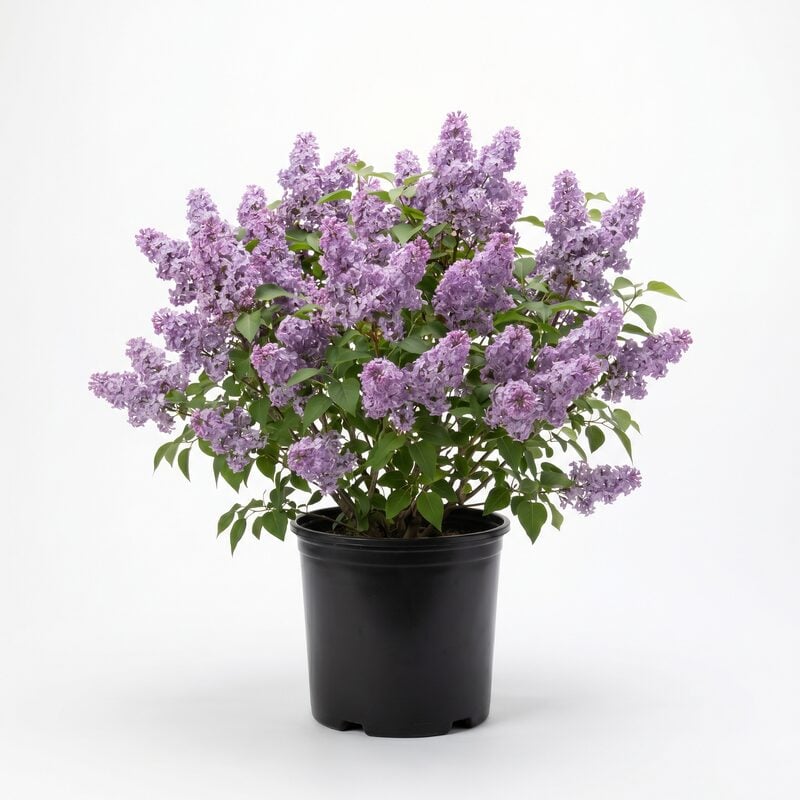Bloomdales New Age Lavender Lilac image
