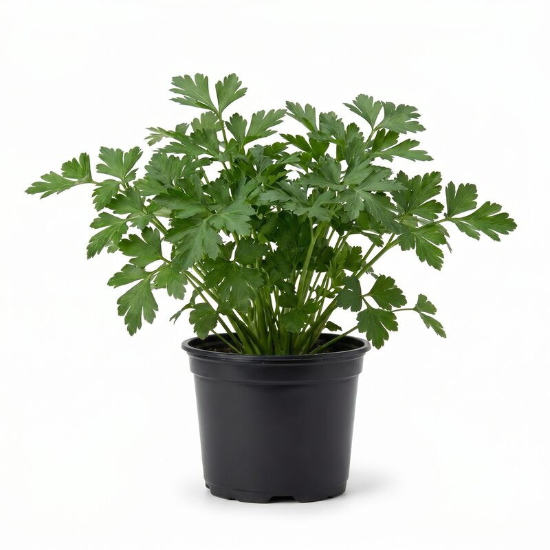 Parsley Italian image