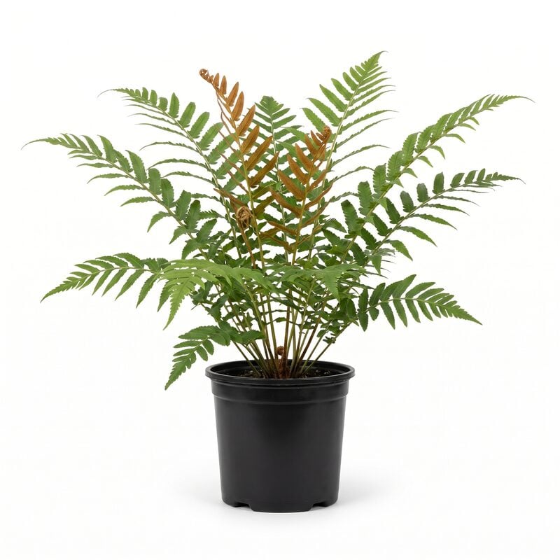 Cinnamon Fern image
