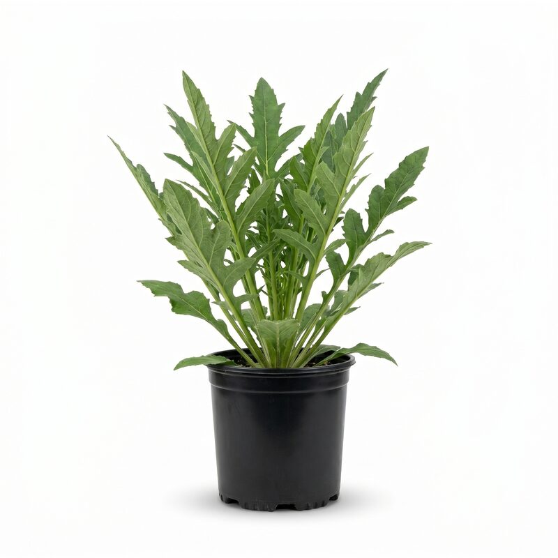 Compass Plant image