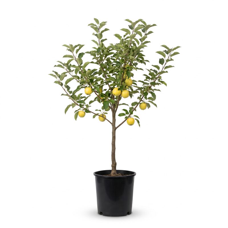 Yellow Delicious Apple Tree image