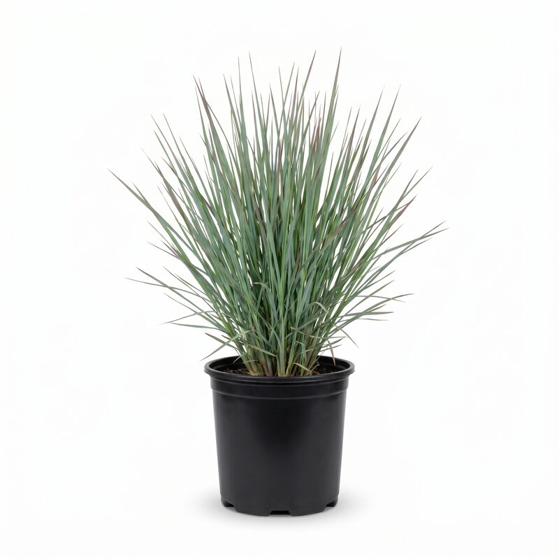 Standing Ovation Little Bluestem image