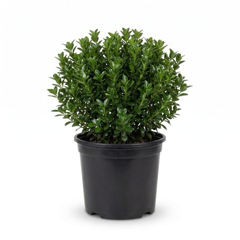 Boxleaf Euonymus image