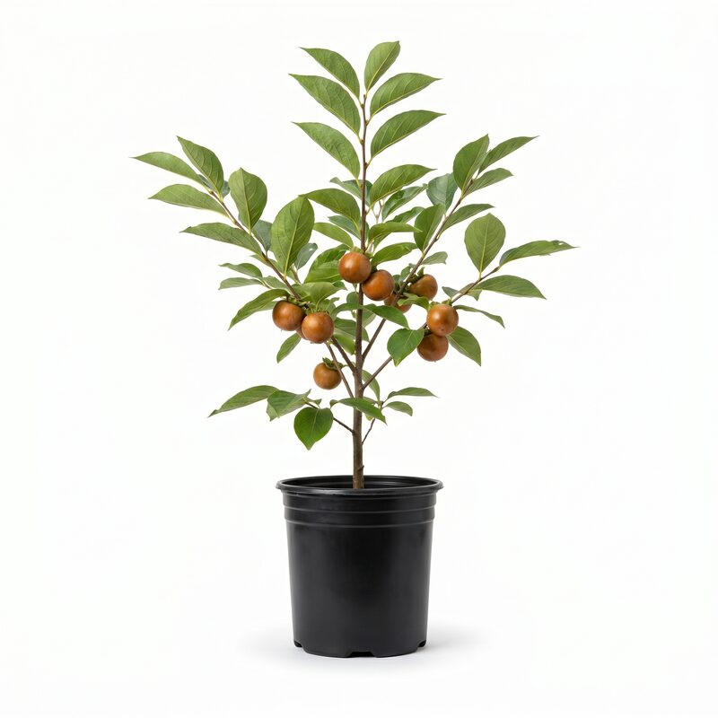 American Persimmon image