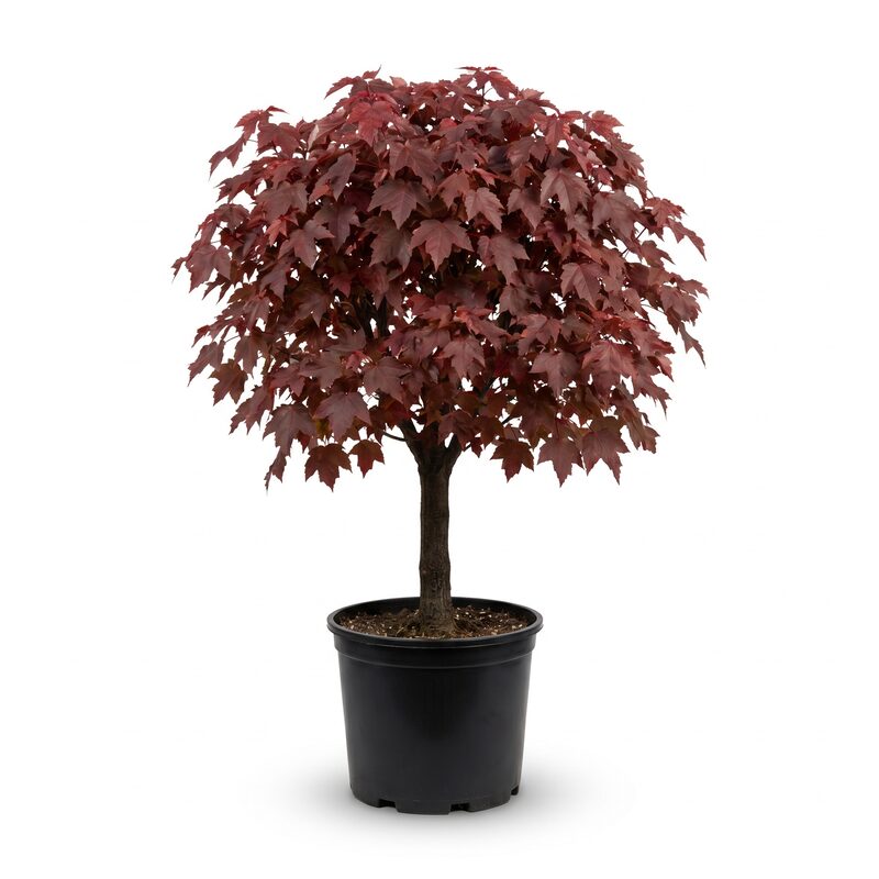 Summer Red Maple Tree image