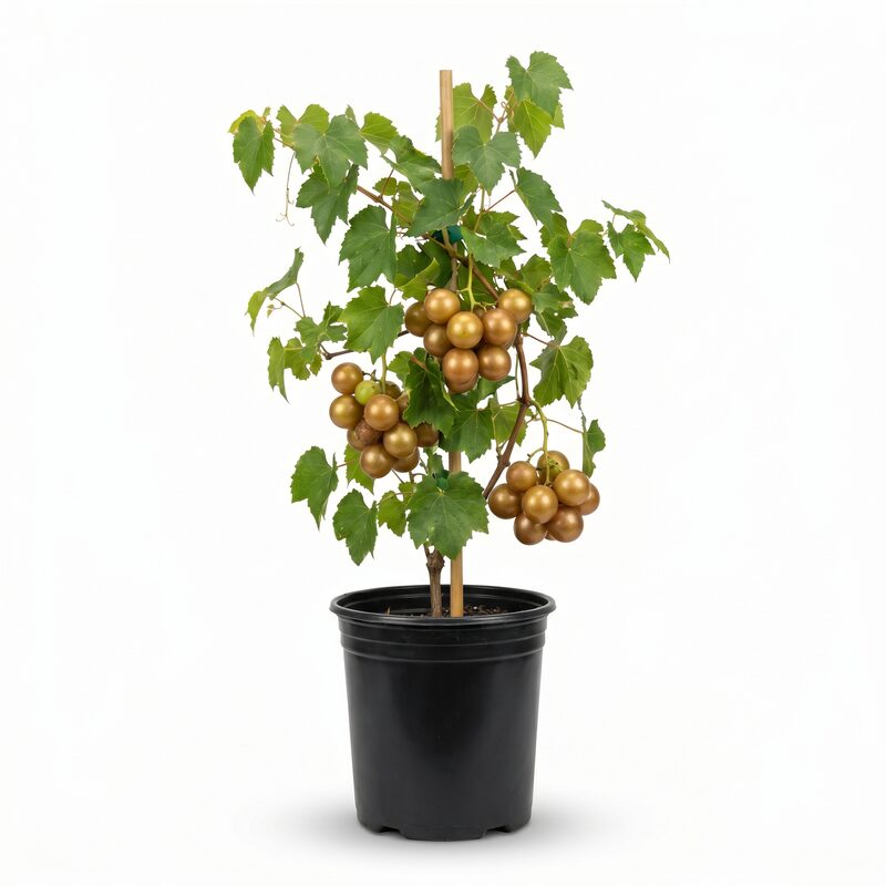 Delicious Muscadine Grape image