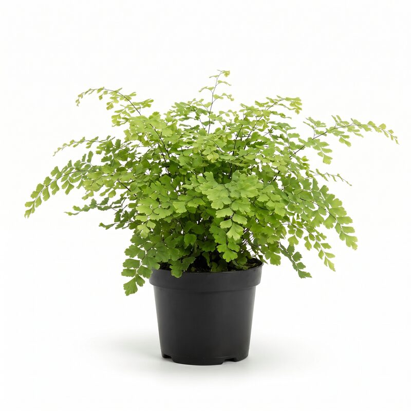 Maiden Hair Fern image