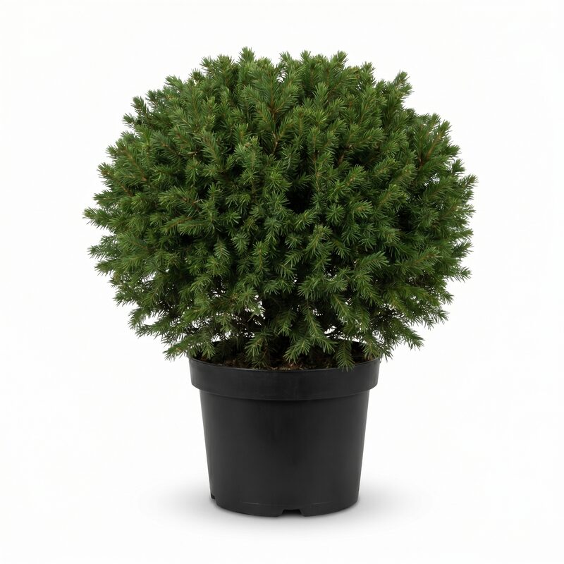 Dwarf Norway Spruce image