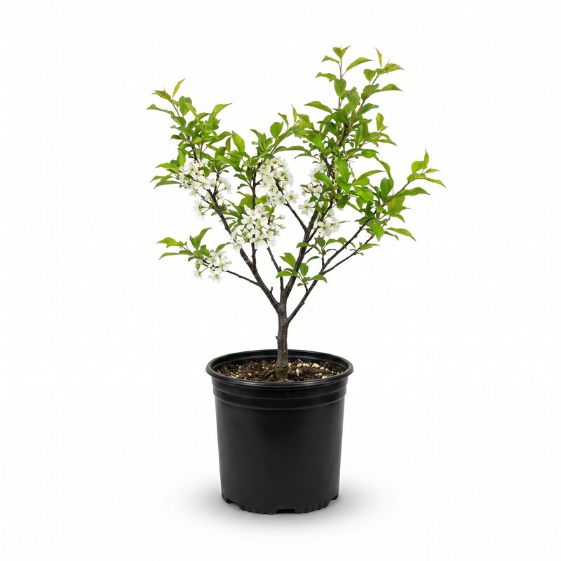 Chickasaw Plum image