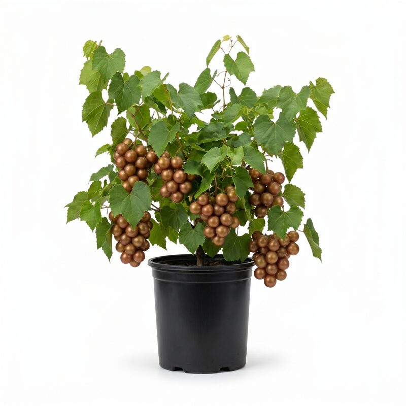 Carlos Muscadine Grape Vine image