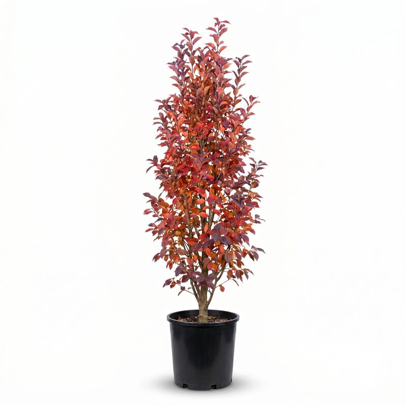 Persian Spire Persian Ironwood image