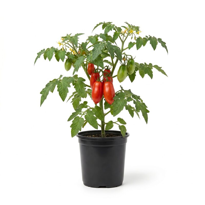 Tomato San Marzano image