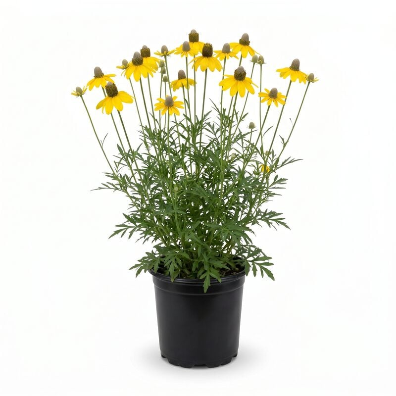 Gray-Headed Coneflower image