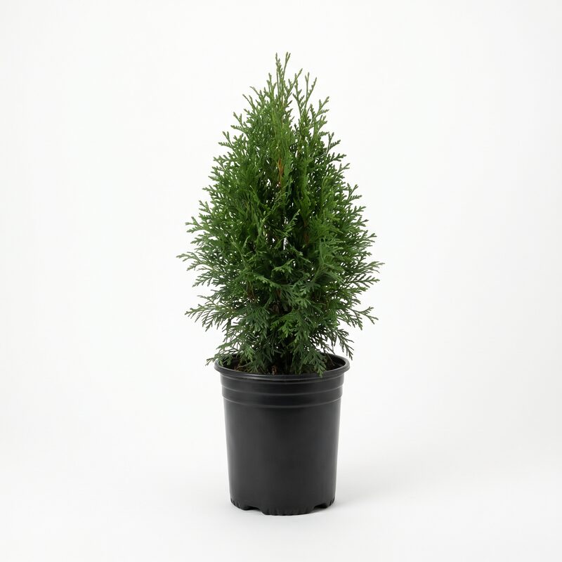 Arborvitae Green Giant image