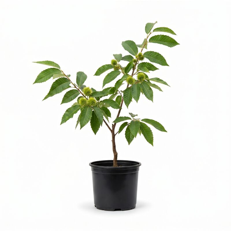 Chinese Chestnut image
