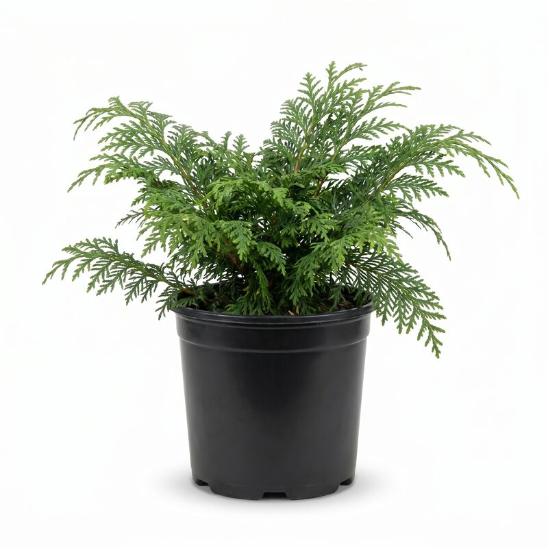 Fernspray False Cypress image