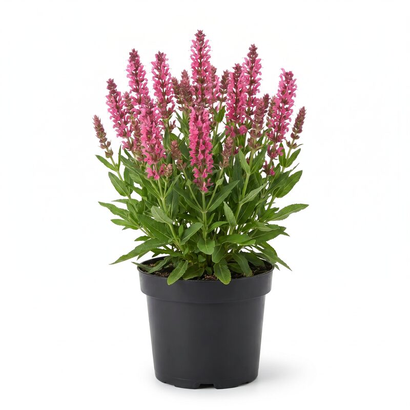 Rose Marvel Salvia image