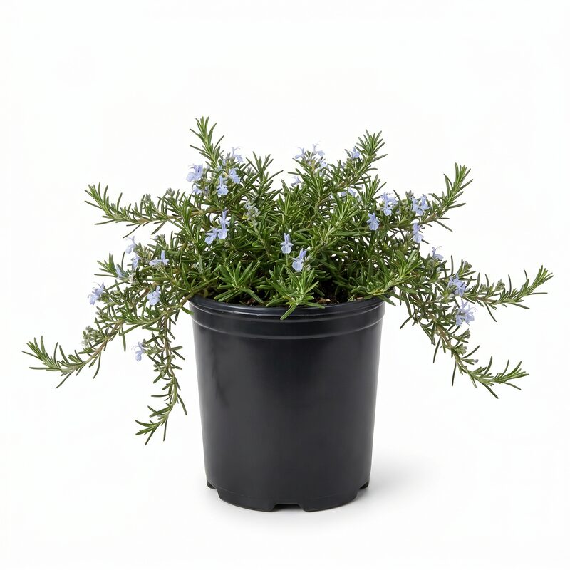 Creeping Rosemary Plant image