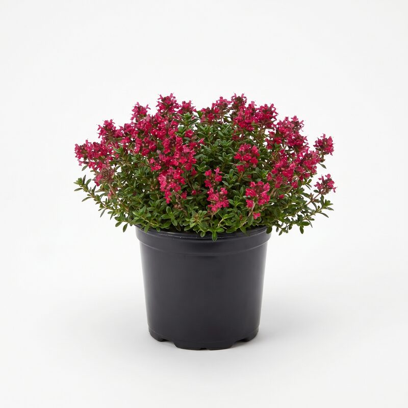 Creeping Thyme image