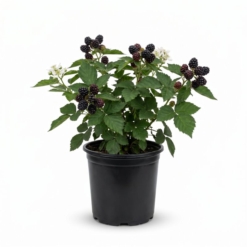 Natchez Blackberry image