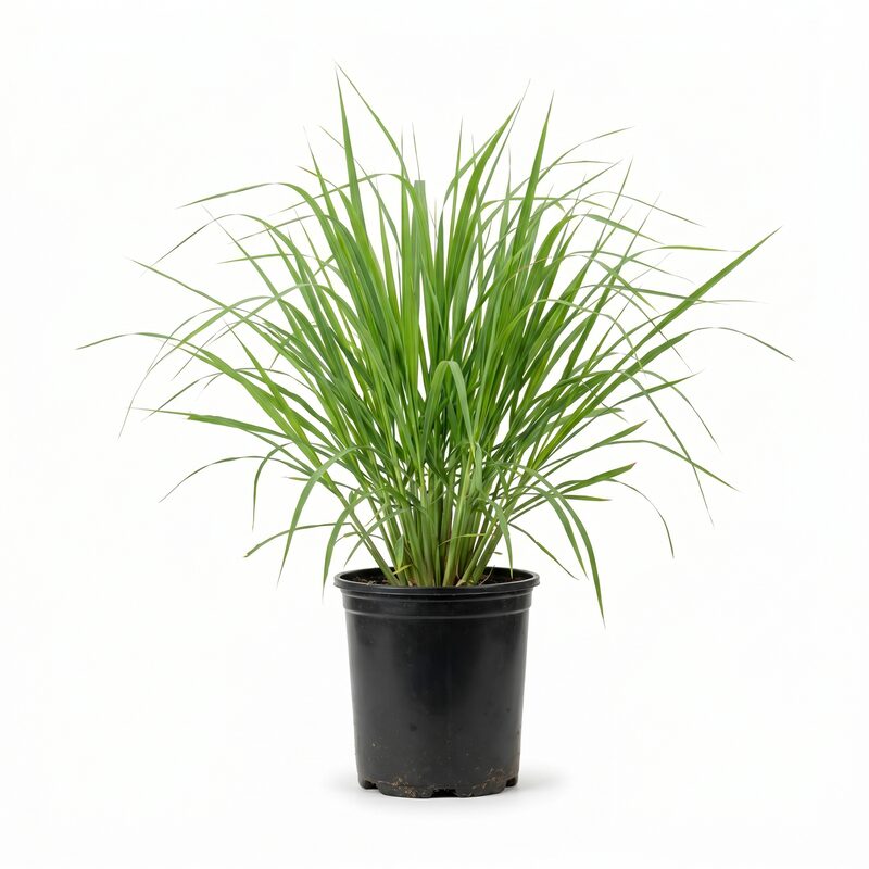 Lemongrass image