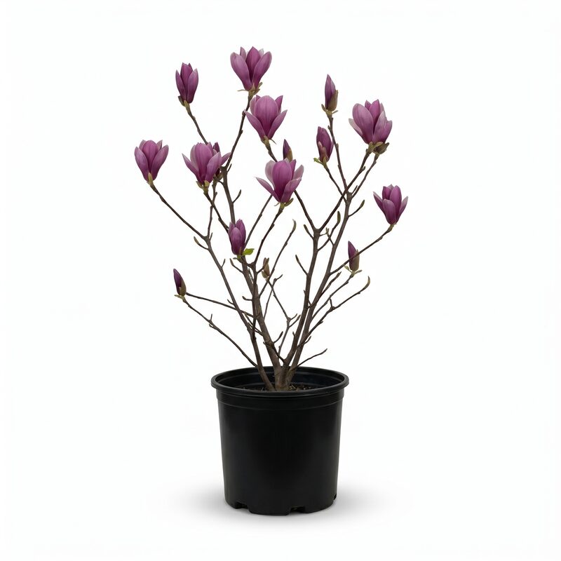 Magnolia Susan image