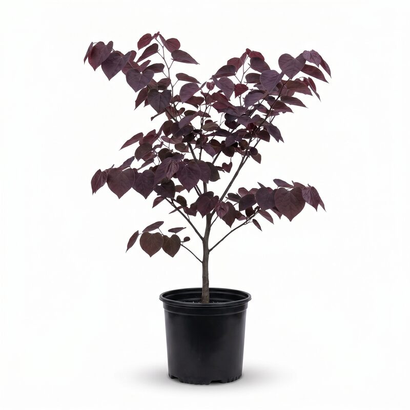 Forest Pansy Redbud image