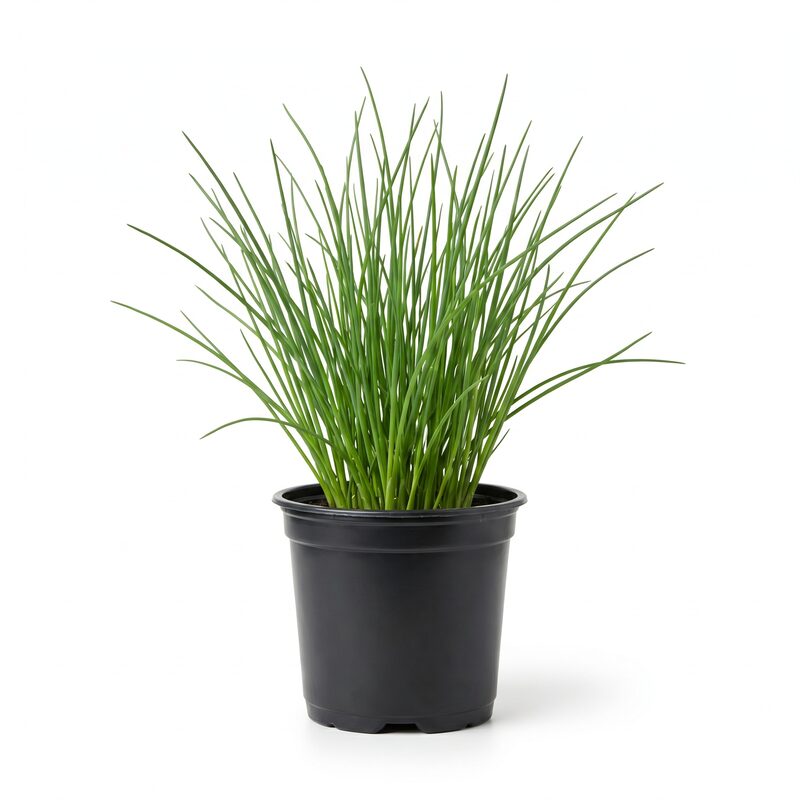 Chives image
