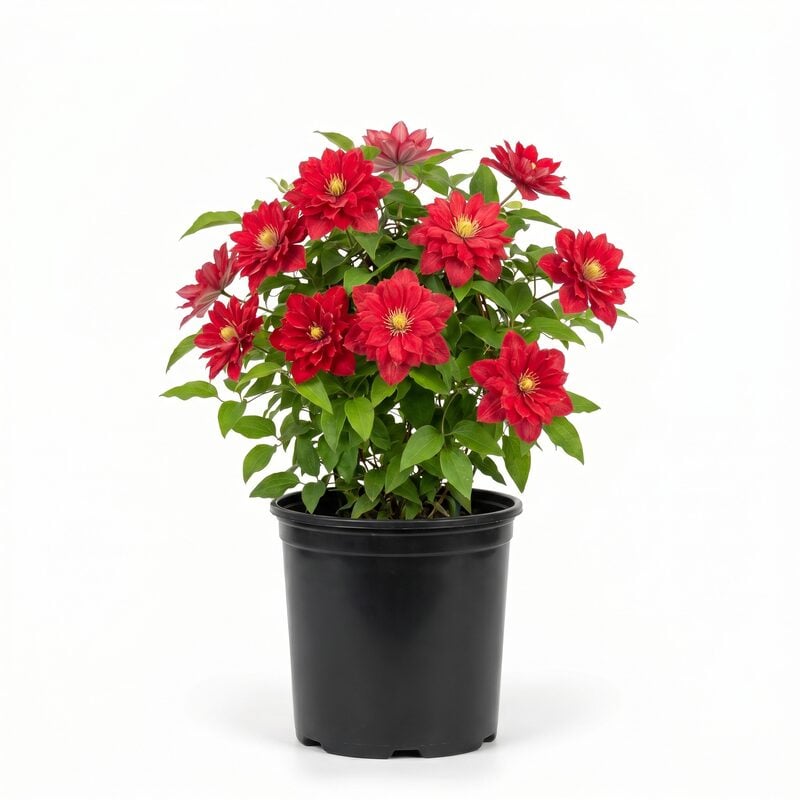 Bijou Clematis image