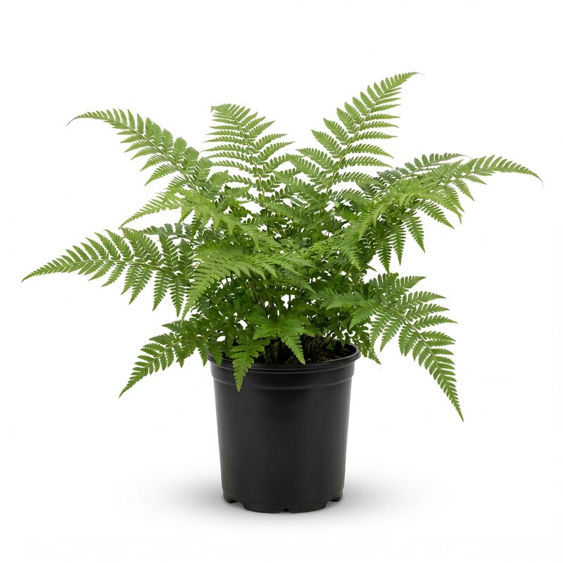 Beautiful Wood Fern image