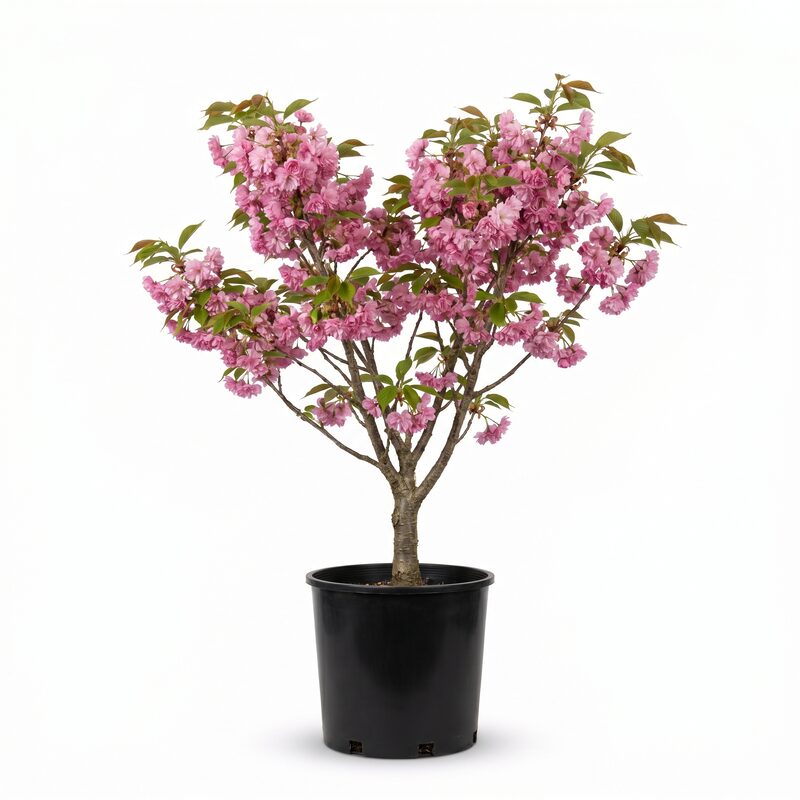Kwanzan Flowering Cherry image