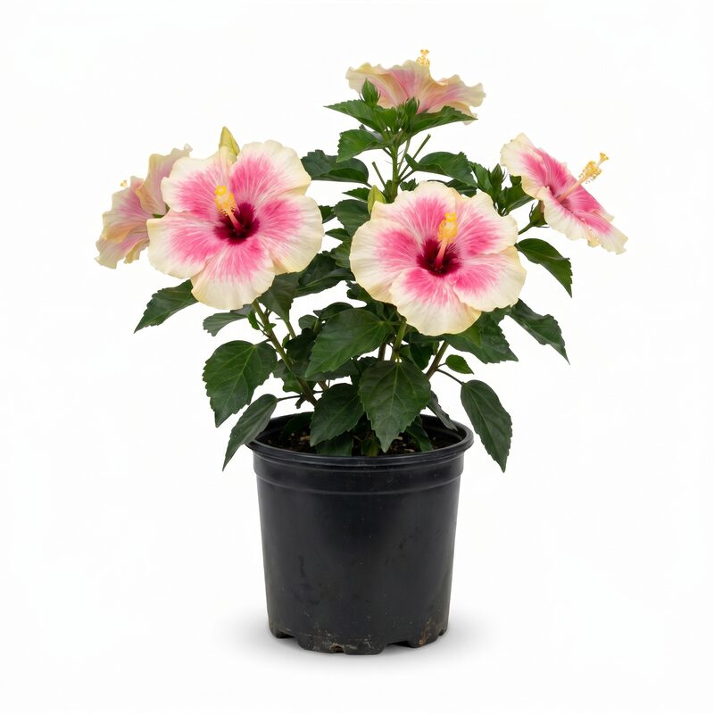 Luna Pink Swirl Hibiscus image