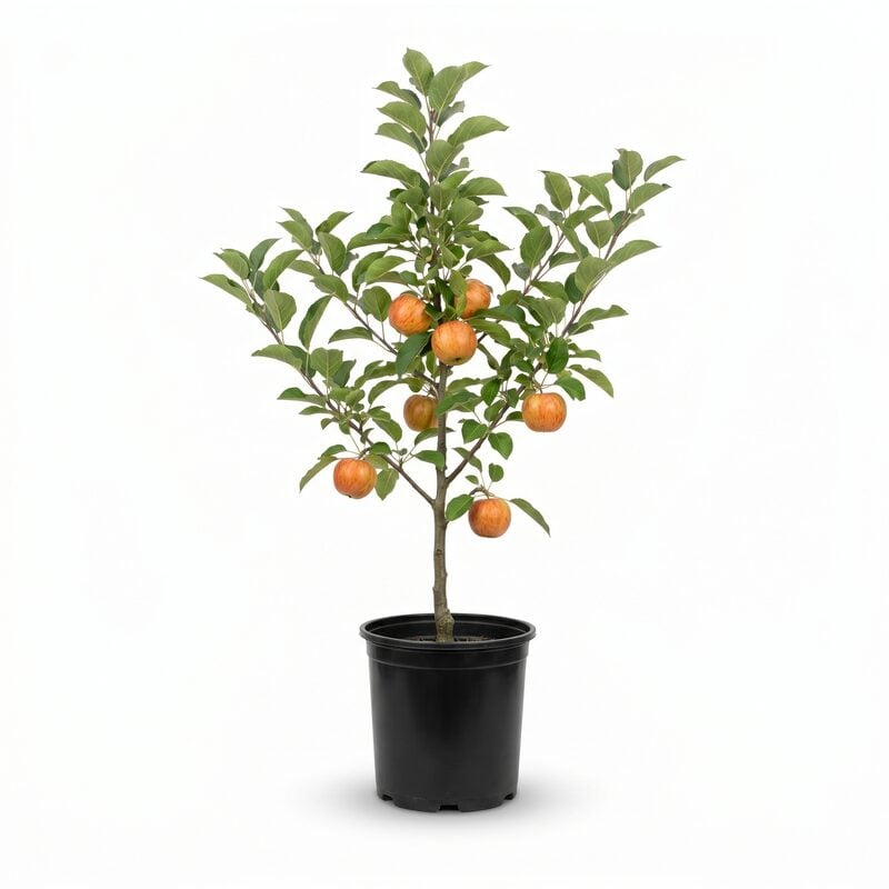 Gala Apple Tree image
