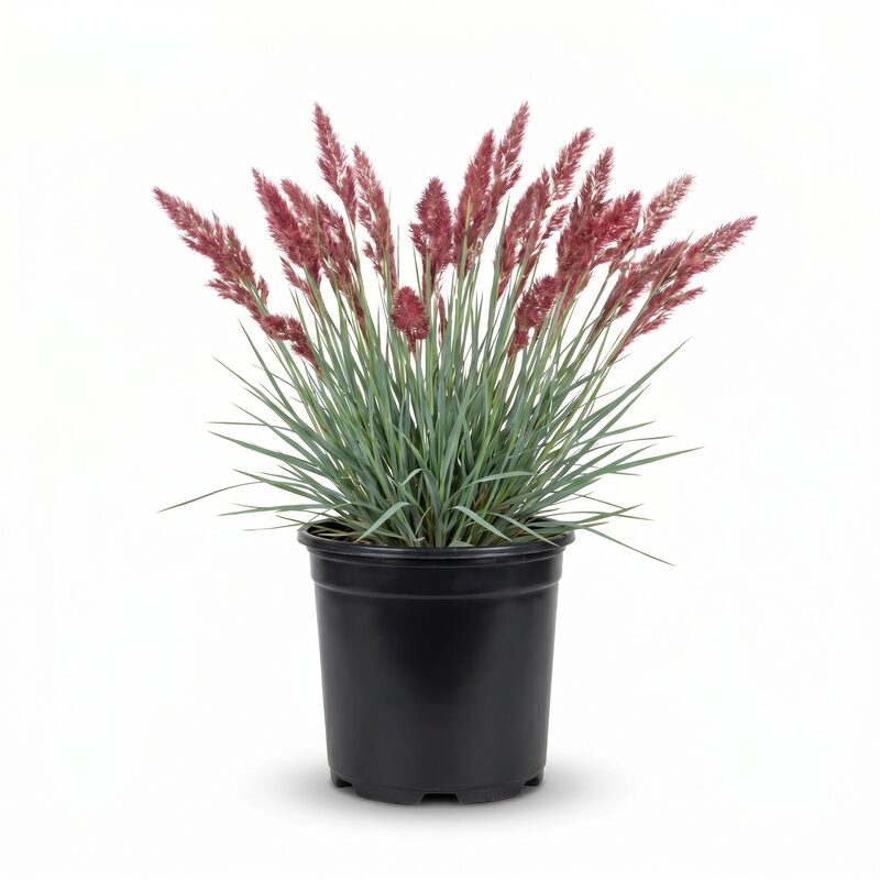Savannah Ruby Grass image