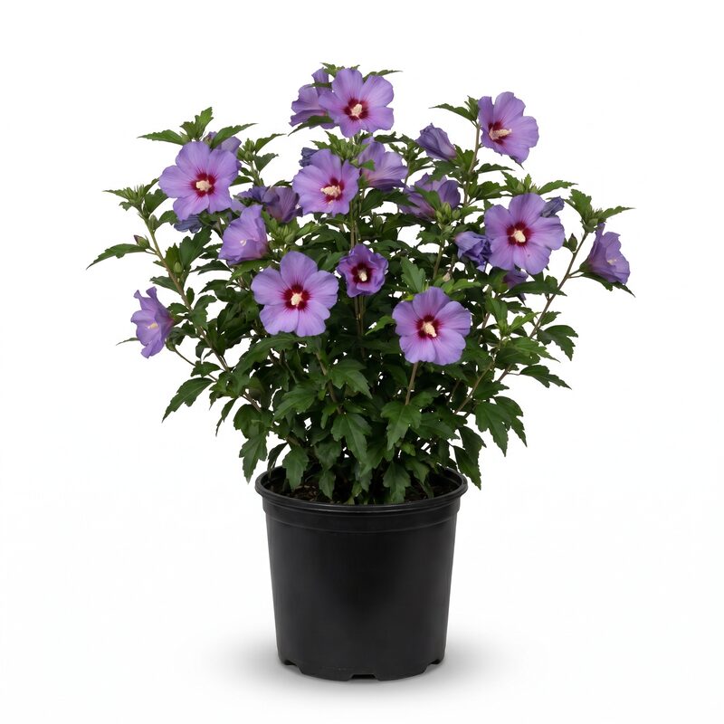 Paraplu Violet Rose of Sharon image