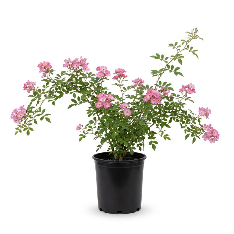 Climbing Prairie Rose image