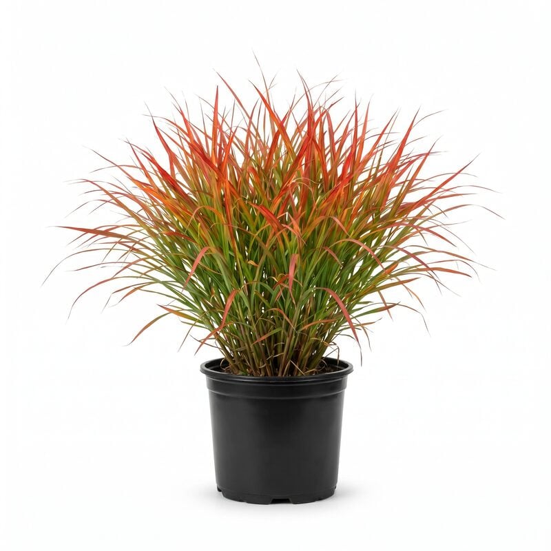 Fire Dragon Maiden Grass image