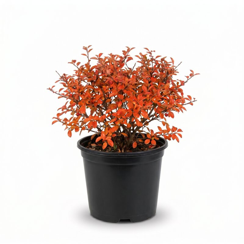 Autumn Inferno Cotoneaster image
