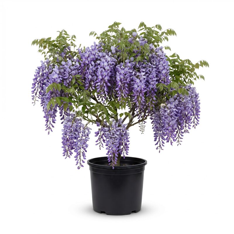 Blue Chinese Wisteria Tree image