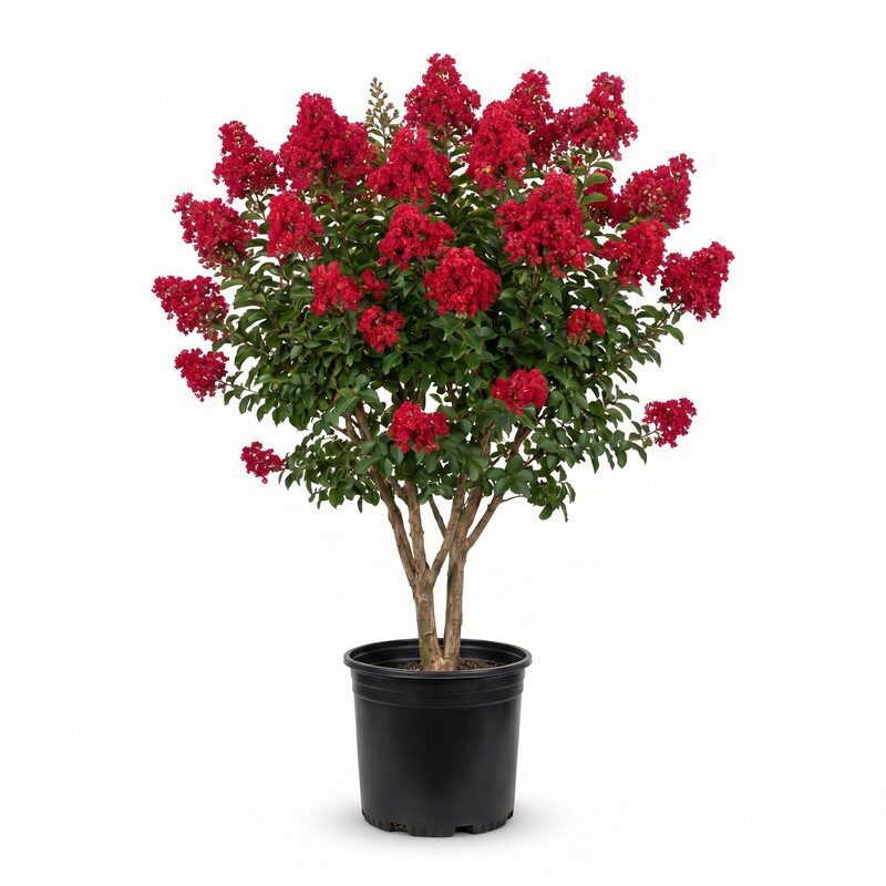 Dynamite Crape Myrtle image